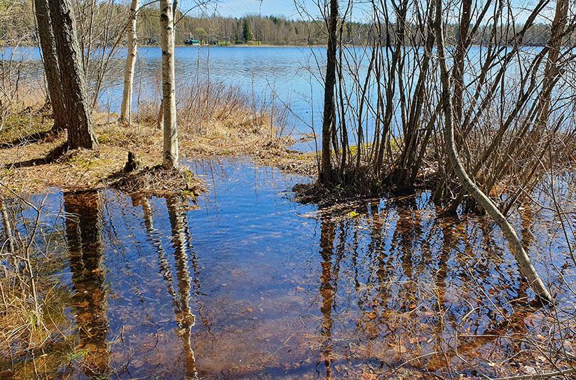 Saimaan rannalla tulvii niin, että rantametsiköt ovat veden alla.