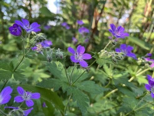 Sinisiä kukkia metsässä.